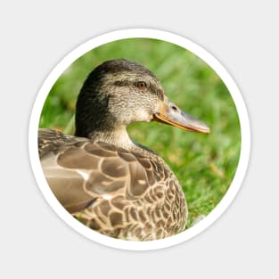 Female Mallard in the Grass Photograph Magnet