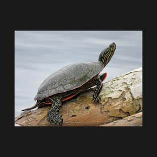 Painted turtle on log T-Shirt