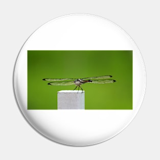 Dragonfly Wings Pin