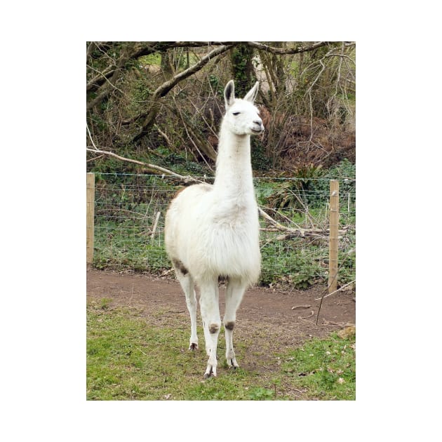 White Llama by pinkal