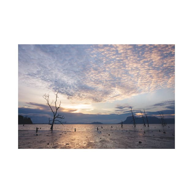 Dead tree in muddy beach at twilight low tide by Juhku