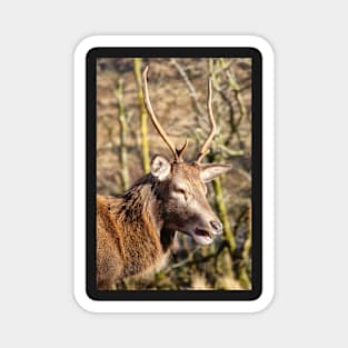 Red Deer of Glen Etive Magnet