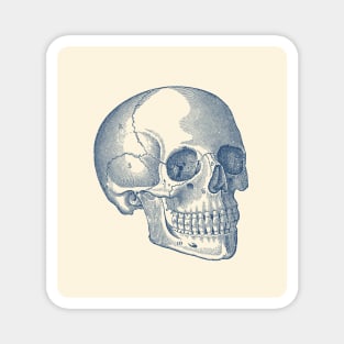 Human Skull Diagram - Vintage Anatomy Print Magnet