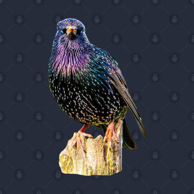 Starling by dalyndigaital2@gmail.com