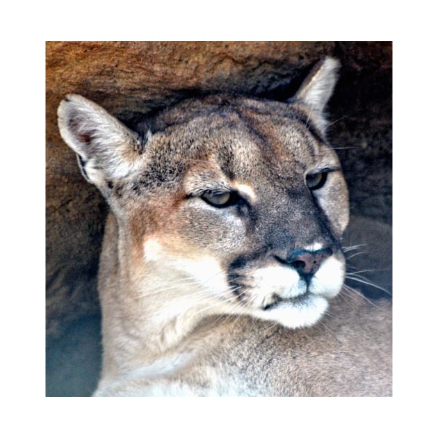 Female Mountain Lion by Scubagirlamy