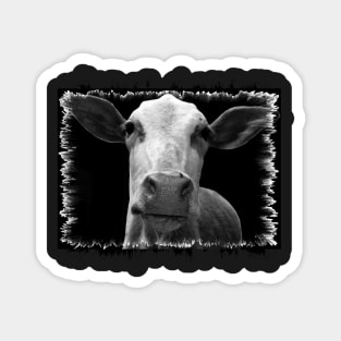 Animals Cute Cows incredible India Magnet