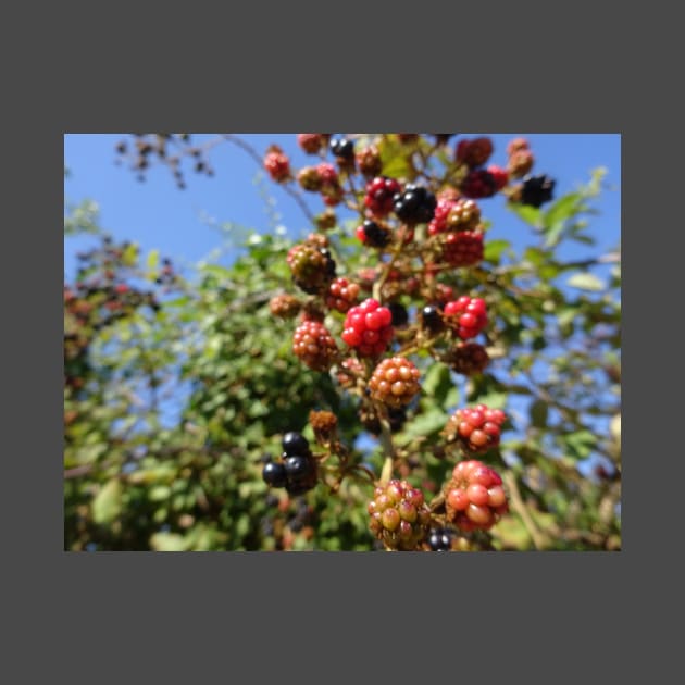 Anyone like blackberries? by walter festuccia