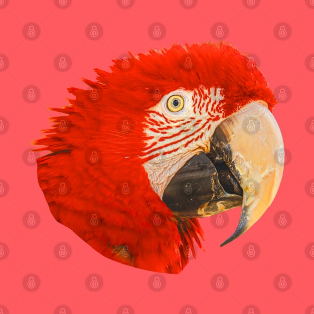 Macaw by dalyndigaital2@gmail.com