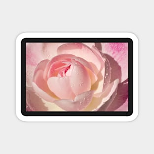 Pink Rose Greeting Card Magnet