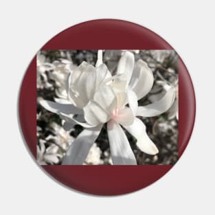 Whte Spider Magnolia Pin