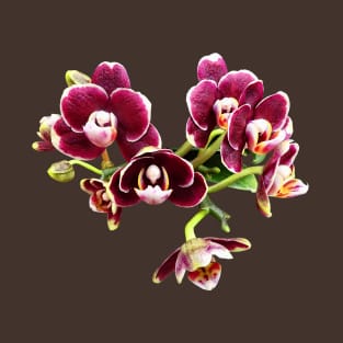 Phalaenopsis Lioulin Sparrow T-Shirt