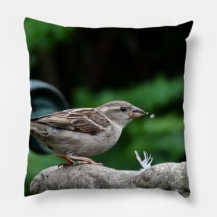 House Sparrow takes a drink. Pillow