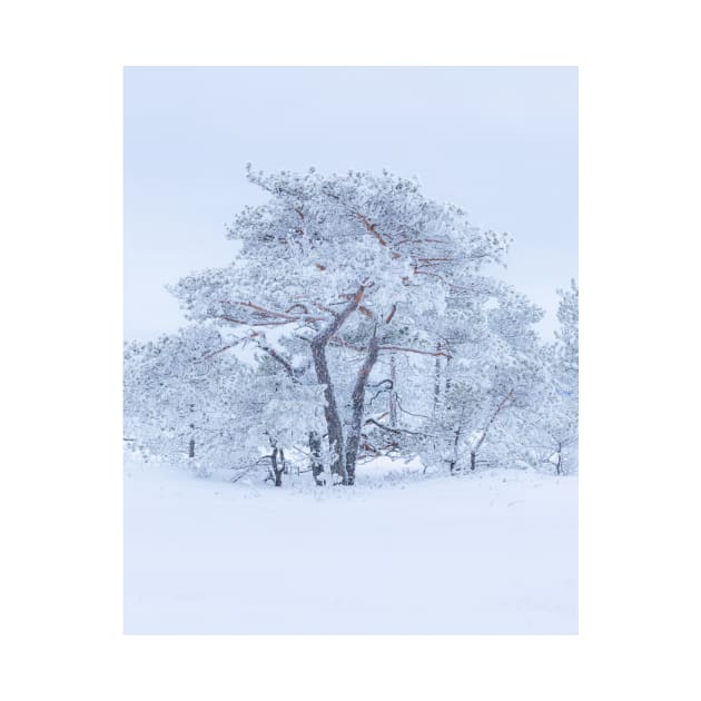 Pine tree covered in hoarfrost by Juhku