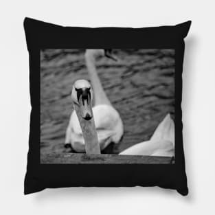 Mute swan portrait Pillow