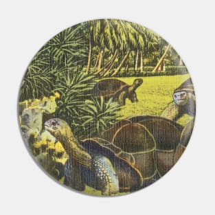 Giant Galapagos tortoises, North Miami Zoo postcard Pin