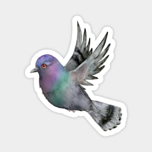 Flying homing pigeon Magnet