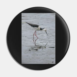 Black-winged Stilt 01 Pin