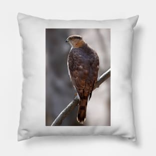 Cooper's Hawk profile Pillow