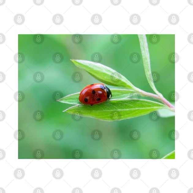 Pretty little red ladybug on a leaf by Purrfect