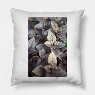 Red basil Pillow