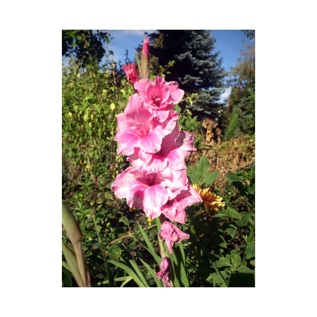 Pink hollyhock by Gourmetkater