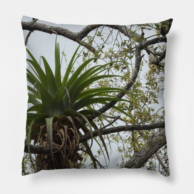 Air-plant Pillow by makes_me_happy_photography