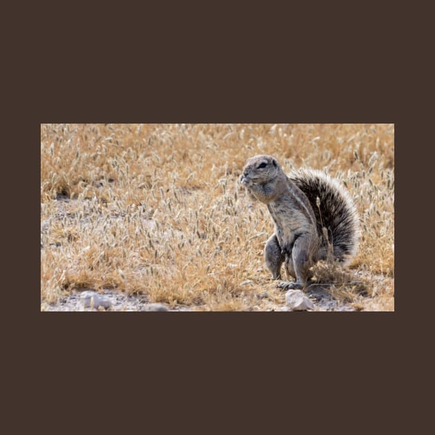 Ground squirrel. by sma1050