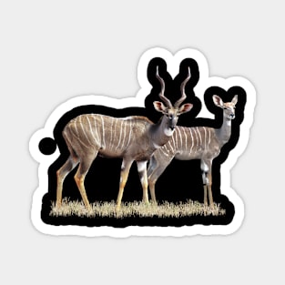 Lesser Kudu - Pair, Antelope, Kenya / Africa Magnet