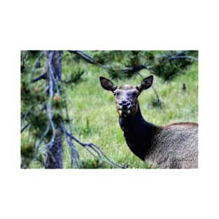 Elk in Rocky Mountain National Park T-Shirt