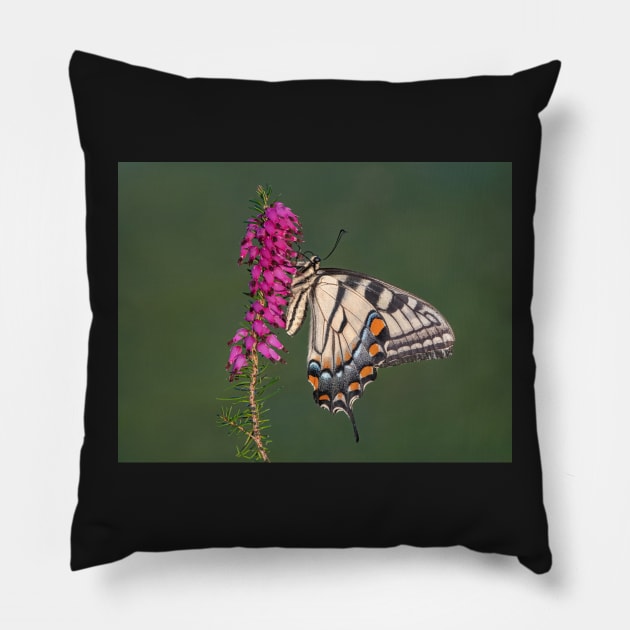 Tiger Swallowtail Butterfly on heather Pillow by TonyNorth