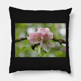 Apple Blossom Pillow