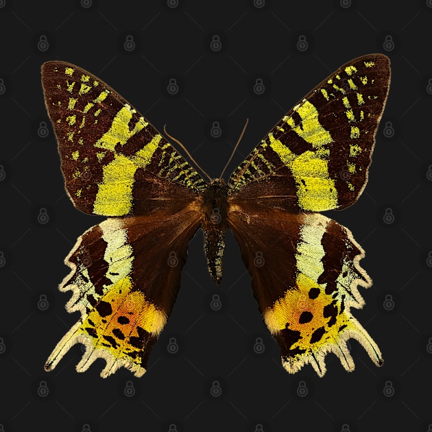 Beautiful Madagascan sunset moth by Blue Butterfly Designs 