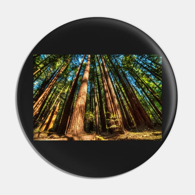 Armstrong National Park Redwoods Filtered Sun Pin by WayneOxfordPh