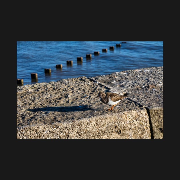 Ruddy turnstone by jasminewang