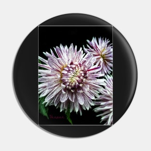 Dinnerplate Dahlia - Avignon Pin