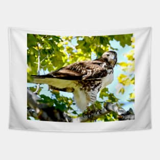 Colorado Red Tailed Hawk Tapestry