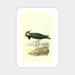 Lapwing Magnet