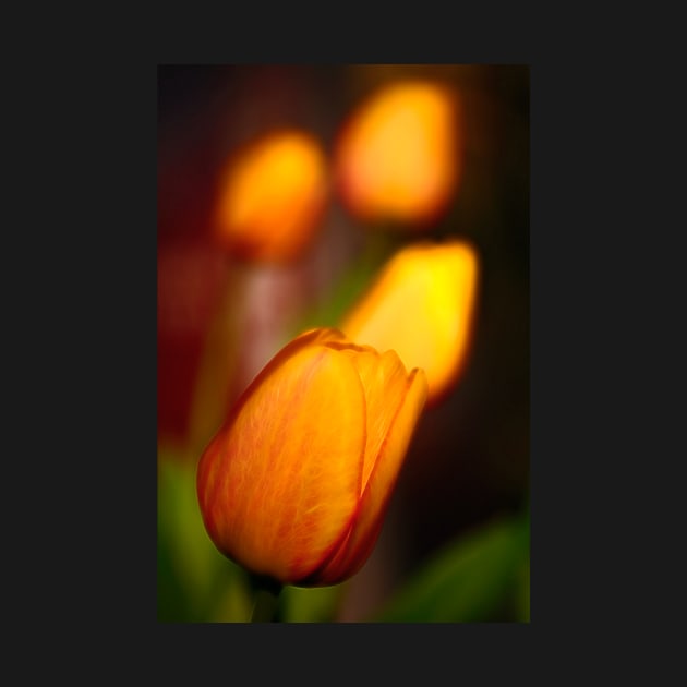 Glowing Tulip by somadjinn