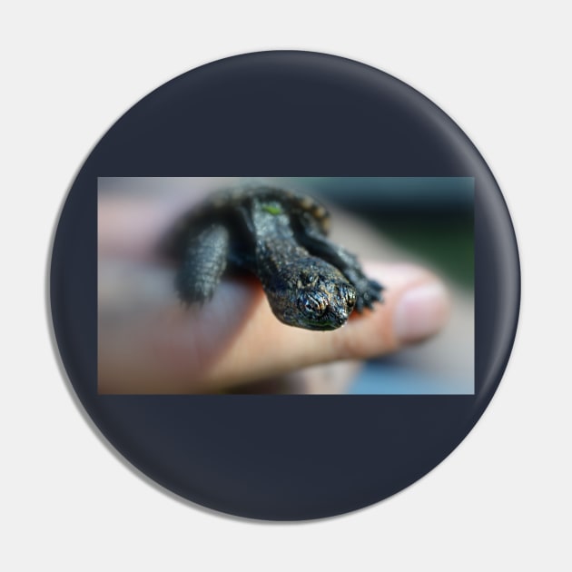 Baby Snapping Turtle Pin by LaurieMinor