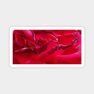 Macro Dying Red Rose Magnet