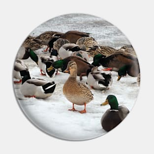 Winter Mallard Duck Flock On The Snow Pin