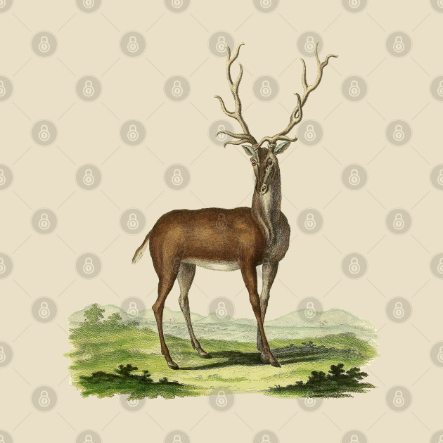 Deer Nature Illustration by Biophilia