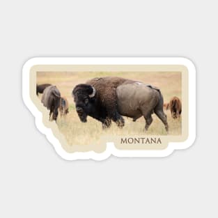 Montana- Bison Magnet