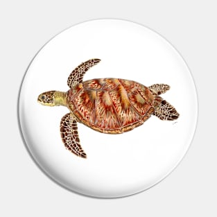 Green turtle Chelonia mydas Pin