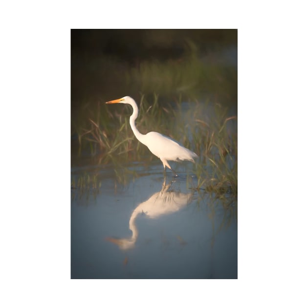 Great White Egret by Memories4you