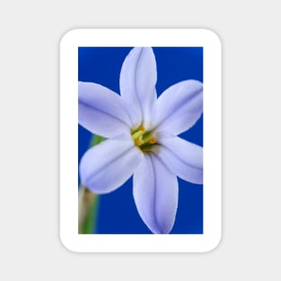 Ipheion  &#39;Rolf Fiedler&#39;  AGM  Spring starflower Magnet