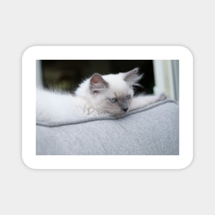 the gray and white ragdoll cat chills Magnet