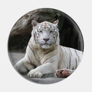 White Tiger 3 Pin