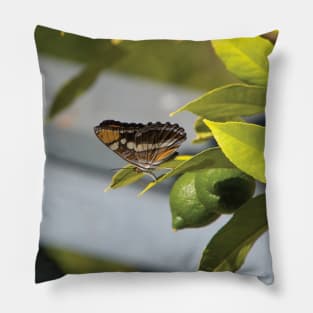 California Sister Butterfly Resting On A Lemon Tree Pillow