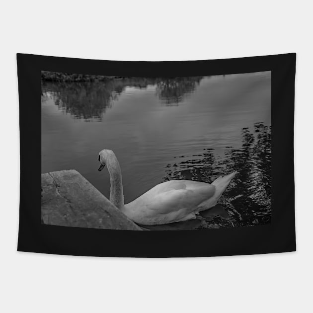 Lone mute swan searching the River Bure Tapestry by yackers1